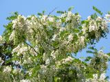 Robinia pseudoacacia. Часть кроны цветущего дерева. Крым, Ялта. 23.05.2009.