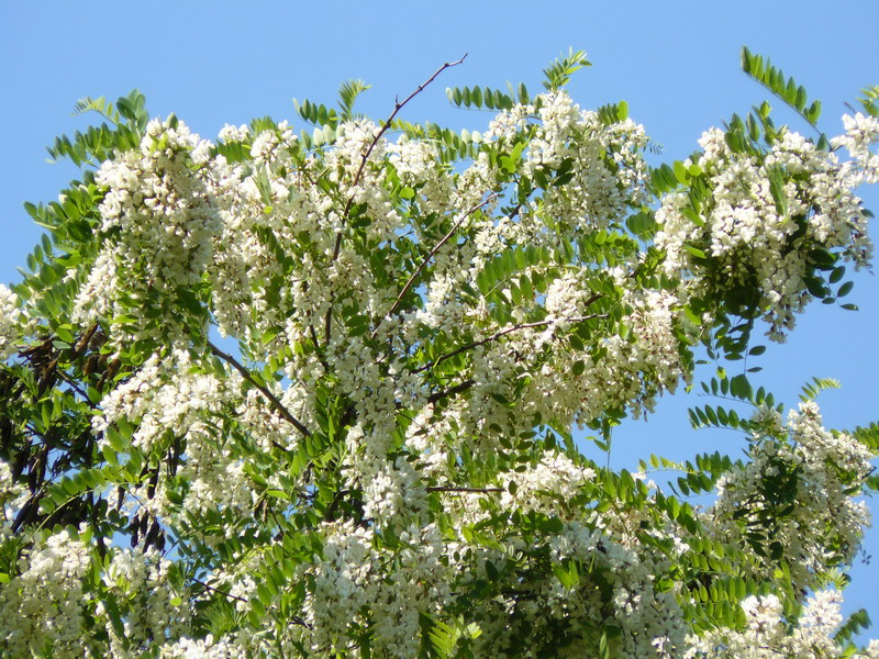 Изображение особи Robinia pseudoacacia.