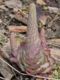 Orostachys malacophylla