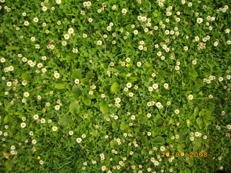 Изображение особи Trifolium repens.