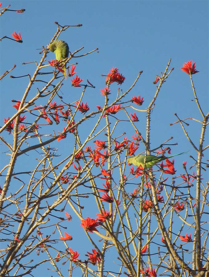 Изображение особи Erythrina lysistemon.