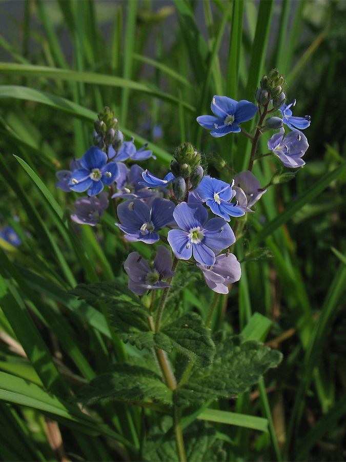 Image of Veronica chamaedrys specimen.