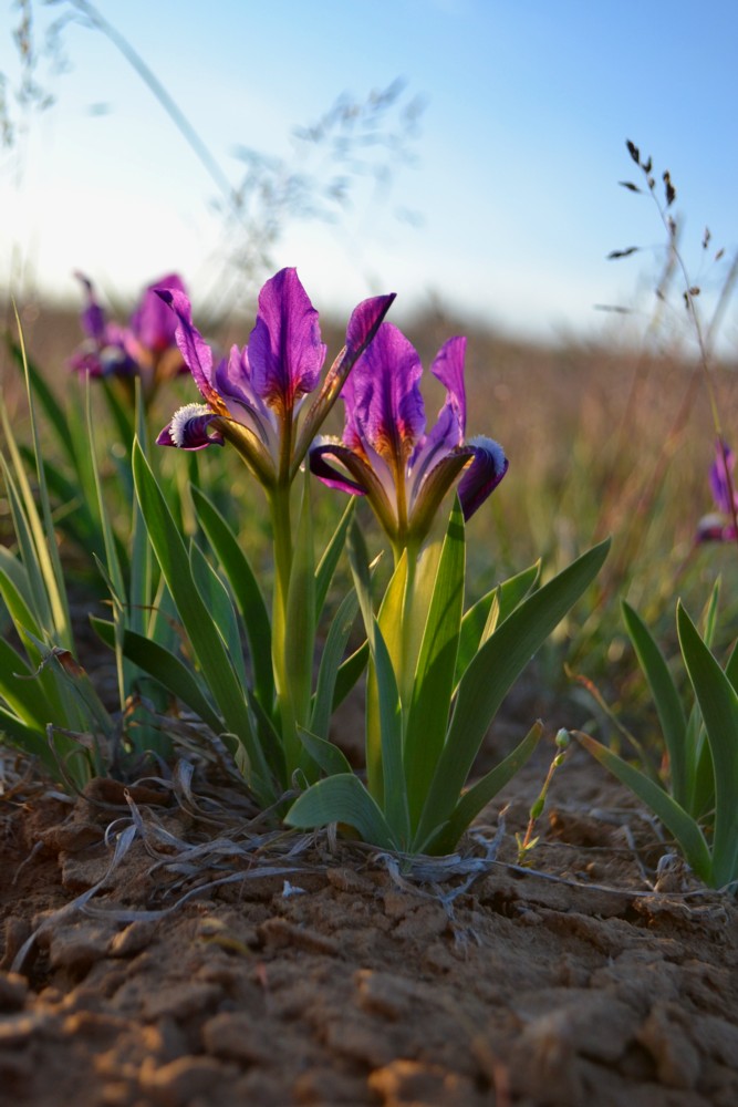 Изображение особи Iris pumila.