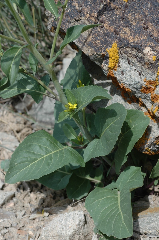 Image of Sisymbrium brassiciforme specimen.