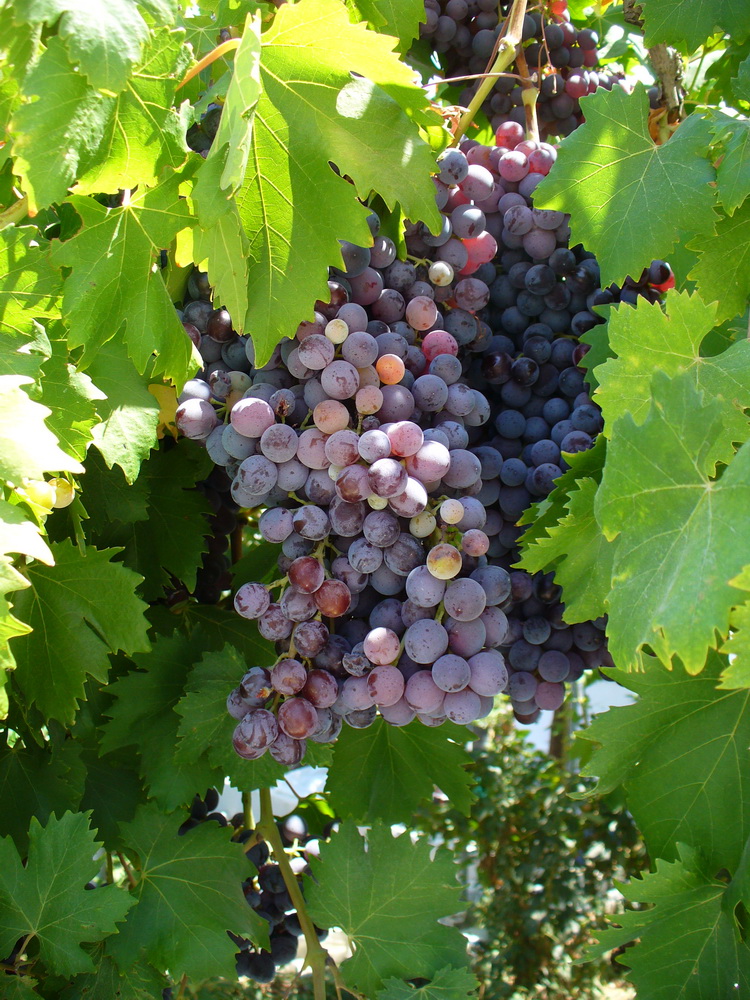 Image of Vitis vinifera specimen.