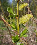 Salix myrsinifolia