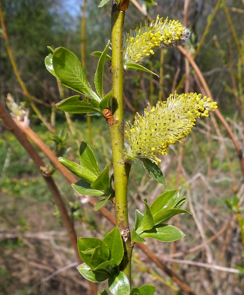 Image of Salix myrsinifolia specimen.