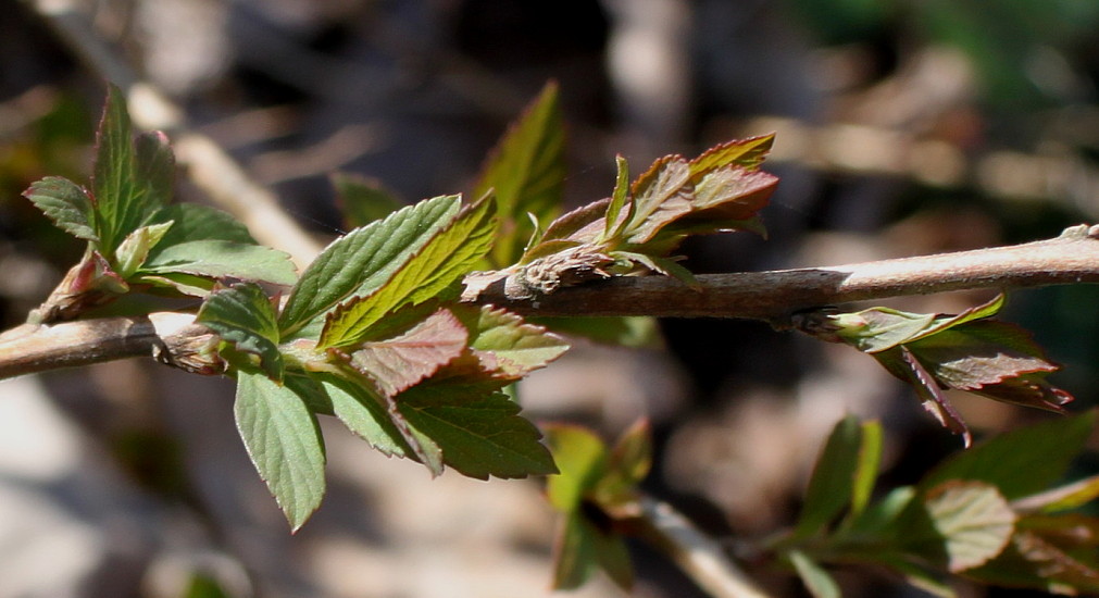 Image of Spiraea decumbens specimen.