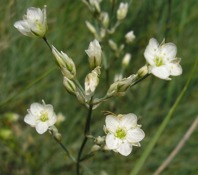 Image of Eremogone rigida specimen.