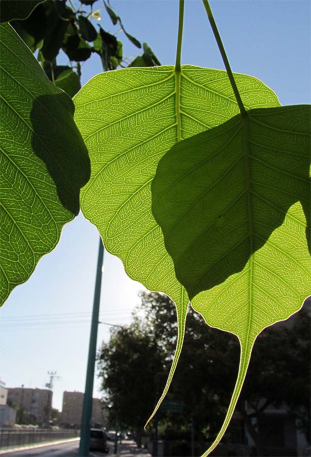 Изображение особи Ficus religiosa.