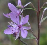 Image of taxon representative. Author is Роланд Цандекидис