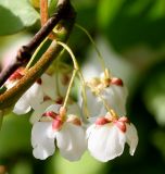 Actinidia kolomikta