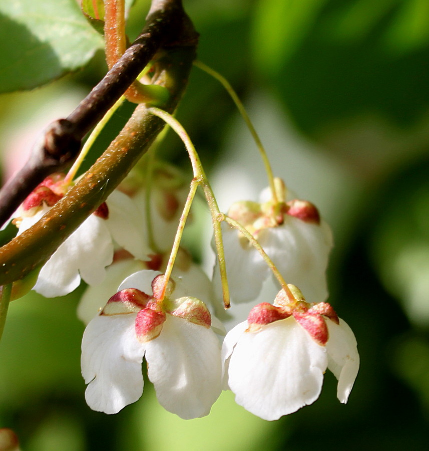 Изображение особи Actinidia kolomikta.