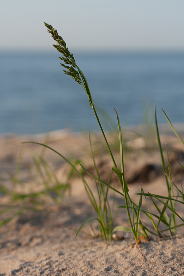 Изображение особи Poa pratensis.