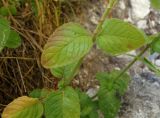 Clinopodium caucasicum