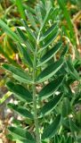 Astragalus cicer. Лист. Крым, Карадагский заповедник, биостанция, у обочины. 23 апреля 2013 г.