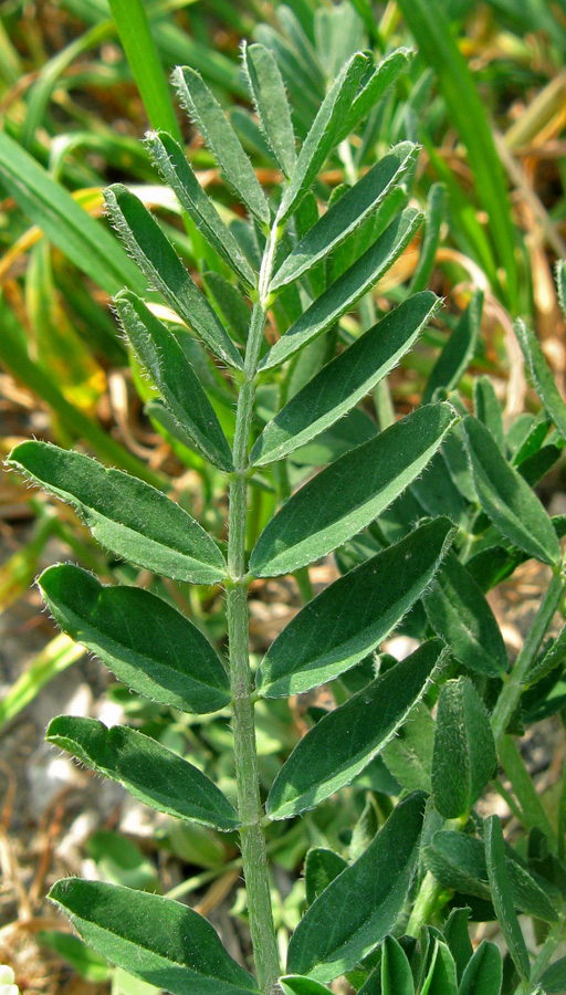 Image of Astragalus cicer specimen.