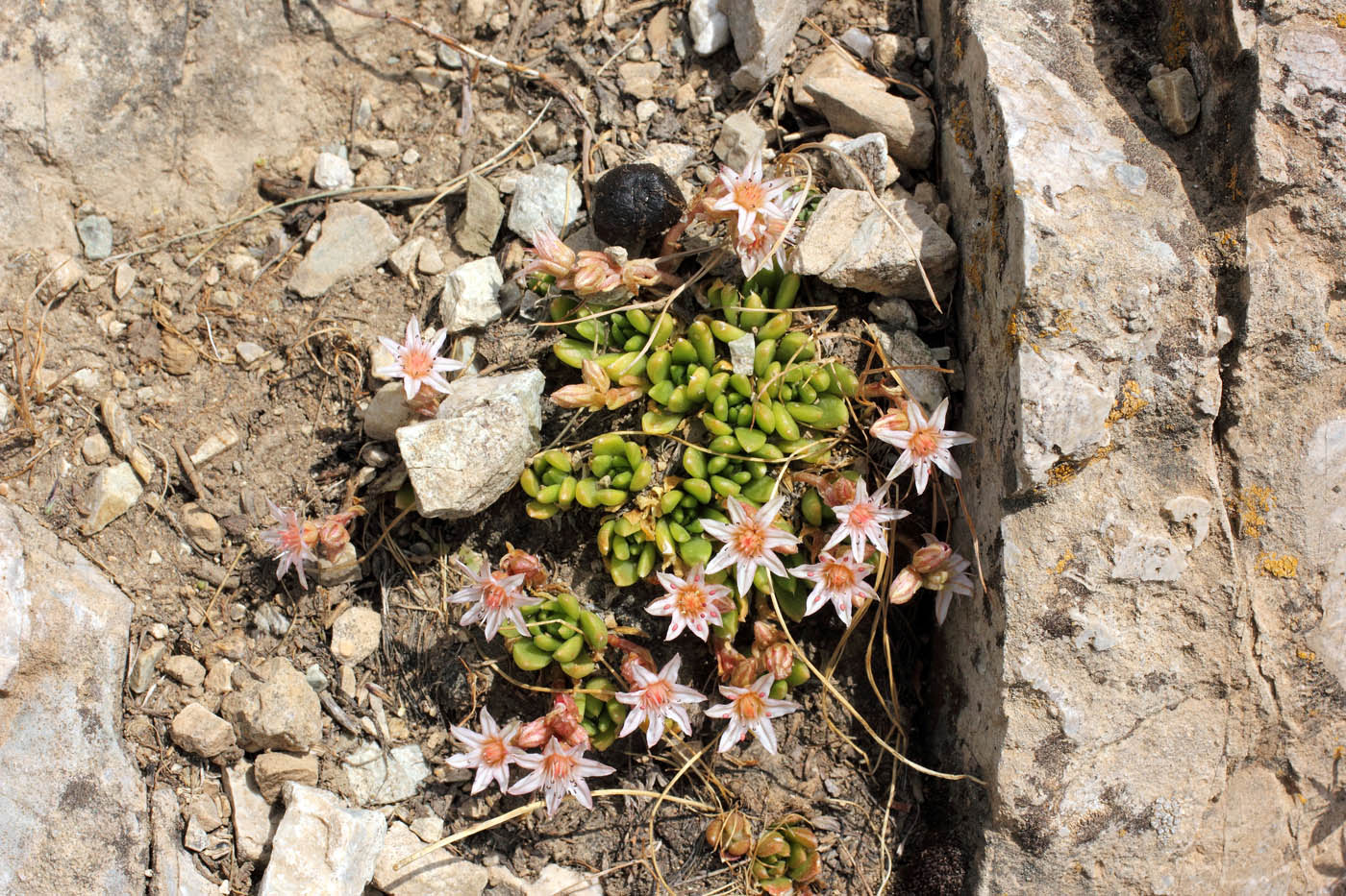 Изображение особи Rosularia alpestris.