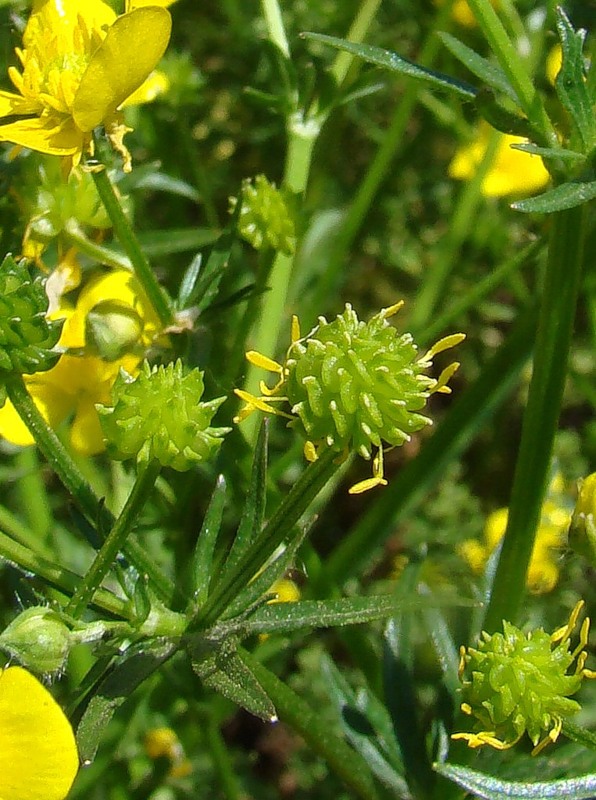 Изображение особи Ranunculus sardous.