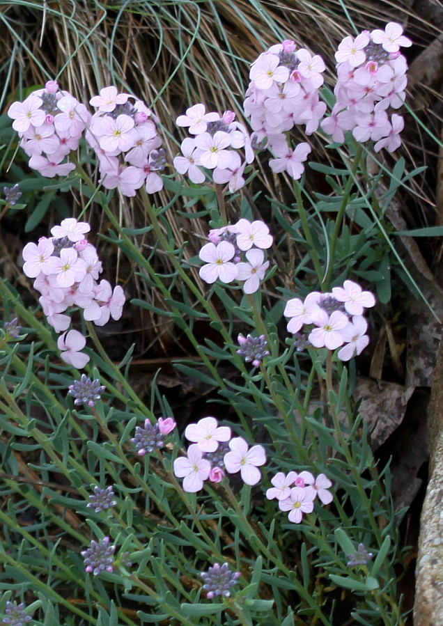 Изображение особи Aethionema grandiflorum.