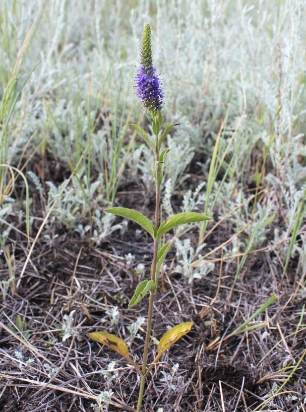 Изображение особи Veronica spicata.