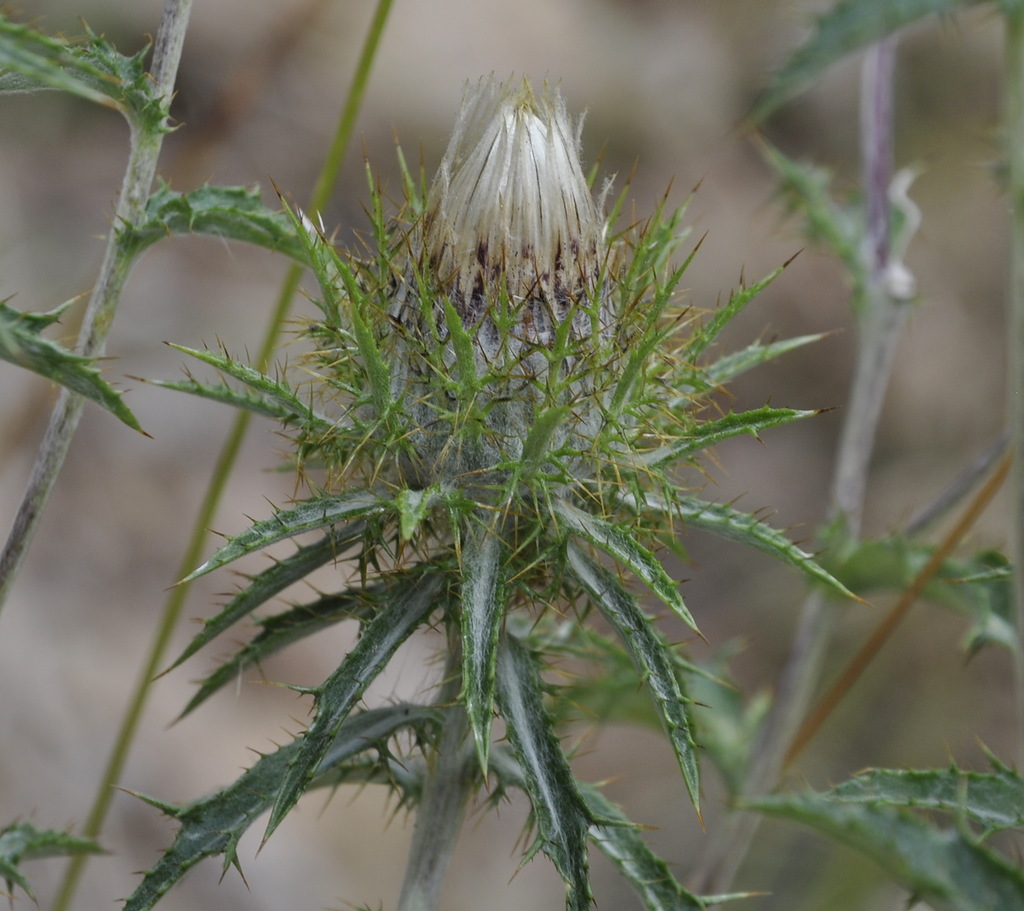 Image of Carlina intermedia specimen.