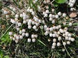 Cassiope lycopodioides. Цветущее растение. Камчатский край, вулкан Горелый, каменистый склон. 26.07.2013.