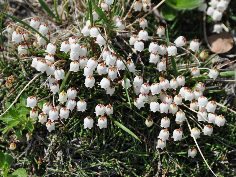 Image of Cassiope lycopodioides specimen.