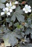 genus Geranium