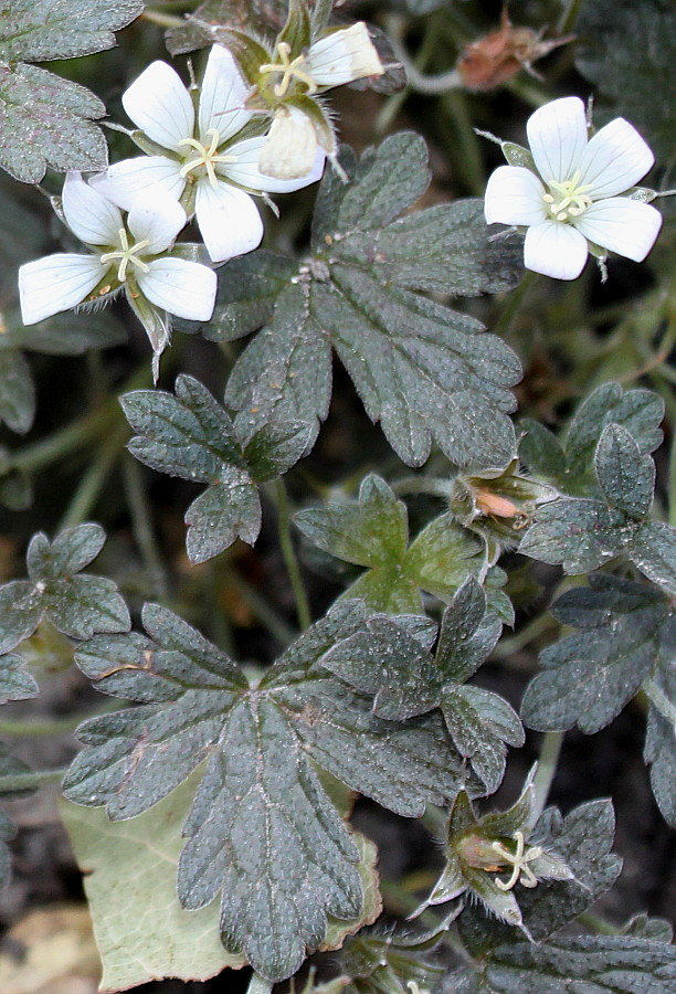 Image of genus Geranium specimen.