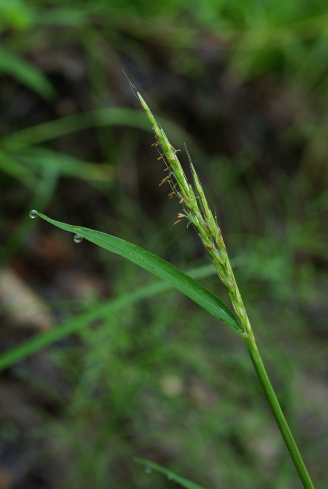 Image of Microstegium nodosum specimen.