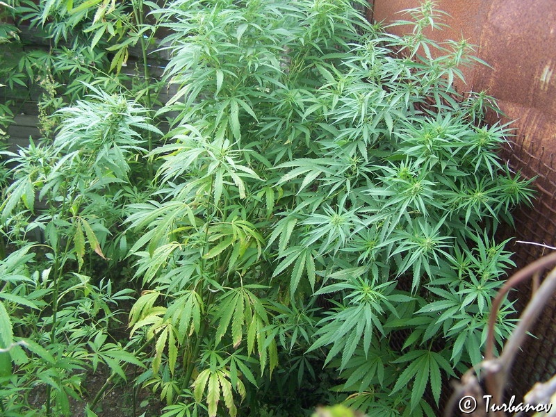 Image of Cannabis sativa var. spontanea specimen.