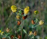 Trifolium aureum. Верхушка растения с соцветием и соплодием. Московская обл., Раменский р-н, окр. ж.-д. платформы Хрипань, залежь. 13.07.2013.