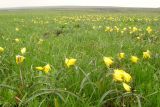 Tulipa biebersteiniana. Аспект цветущих растений в степи. Крым, Керченский п-ов, окр. пос. Приморский. 8 апреля 2008 г.