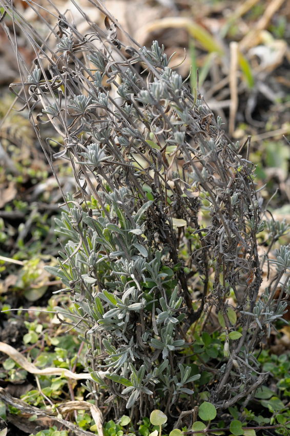 Image of Lavandula angustifolia specimen.