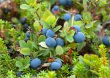 Vaccinium uliginosum подвид microphyllum. Верхушки побегов с плодами. Кольский п-ов, Терский берег Белого моря. 08.08.2013.