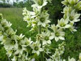 Veratrum dahuricum. Средняя часть соцветия. Республика Бурятия, Баунтовский эвенкийский р-н, окр. пос. Северный, долина р. Мал.Амалат близ пионерлагеря, разнотравный луг. 15.07.2013.