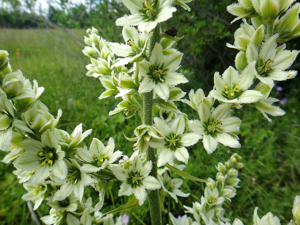 Image of Veratrum dahuricum specimen.