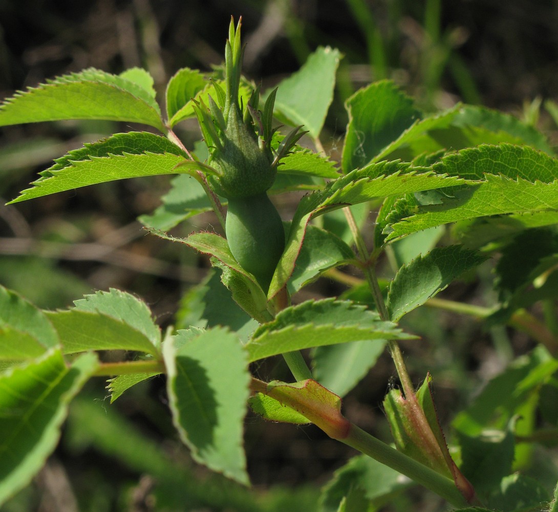 Image of genus Rosa specimen.