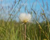 Scorzonera parviflora