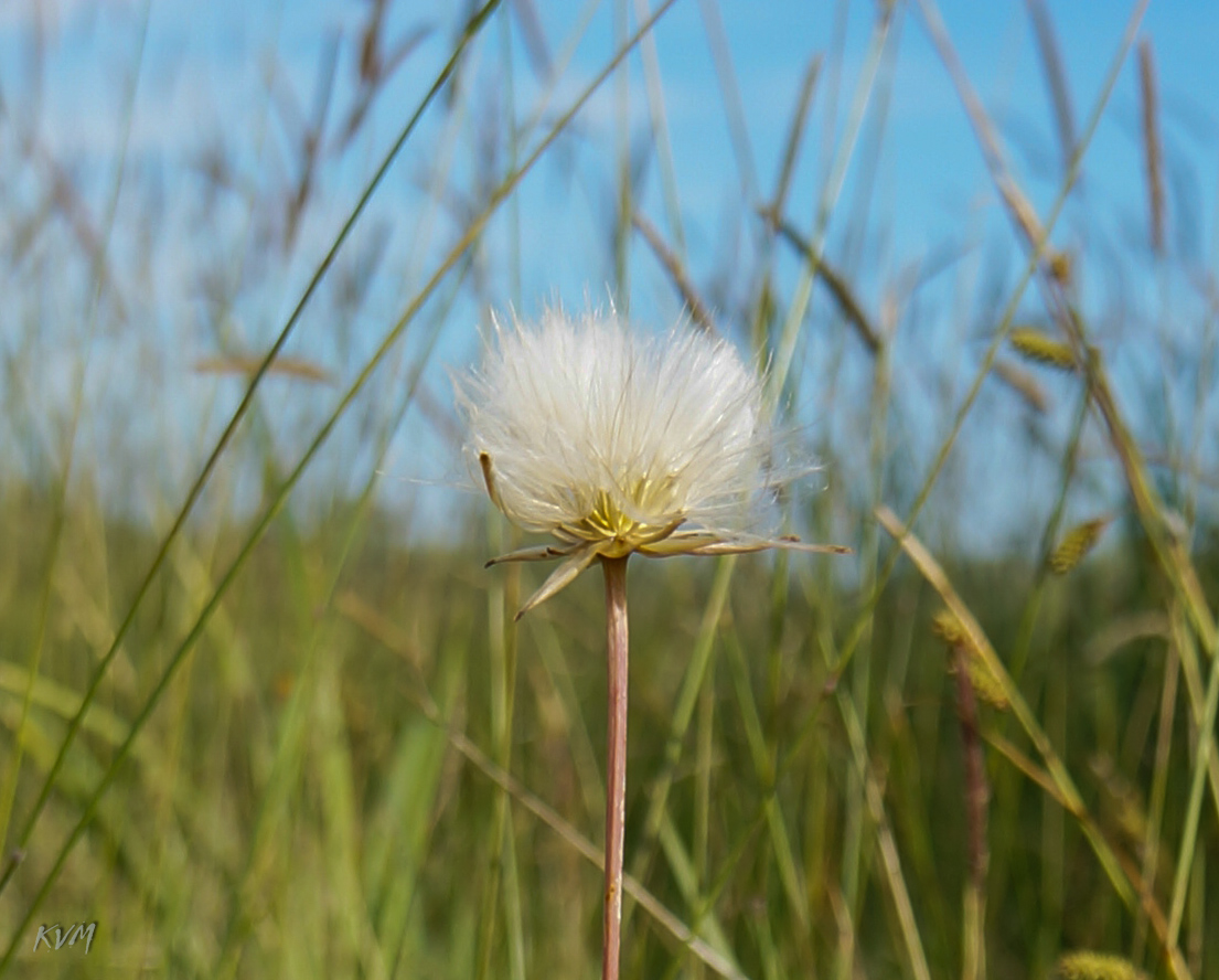 Изображение особи Scorzonera parviflora.