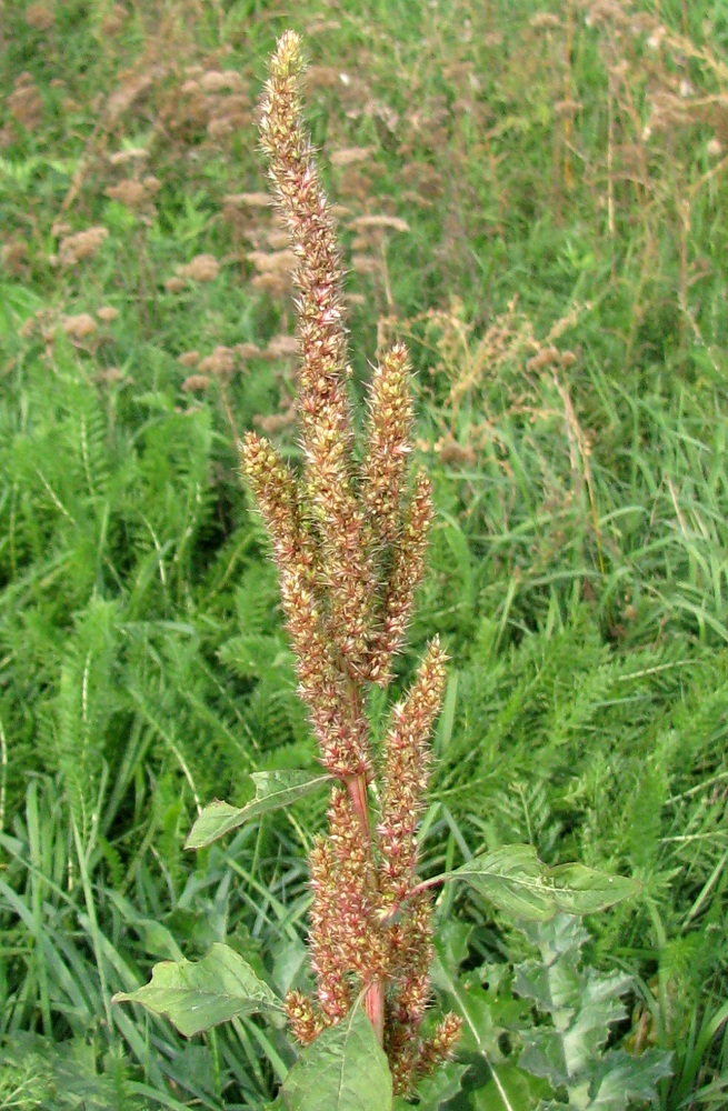Изображение особи Amaranthus powellii.