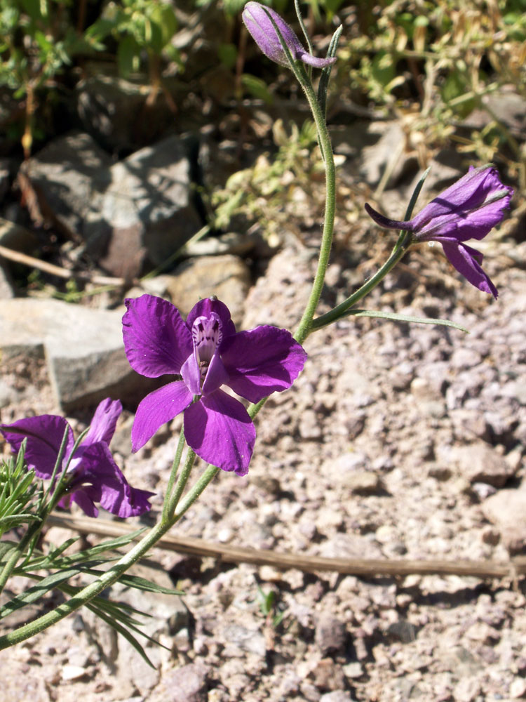 Image of genus Consolida specimen.