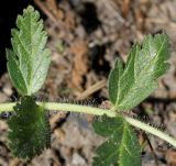 genus Erodium