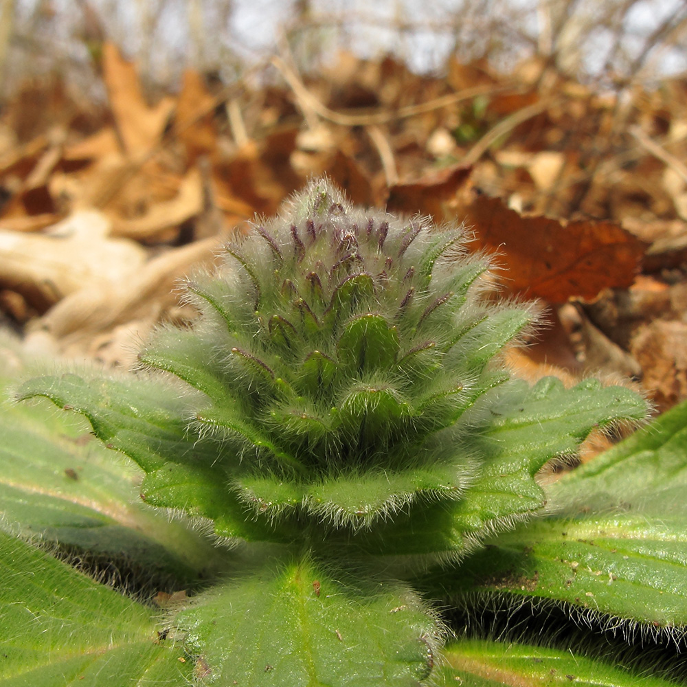 Изображение особи Ajuga orientalis.