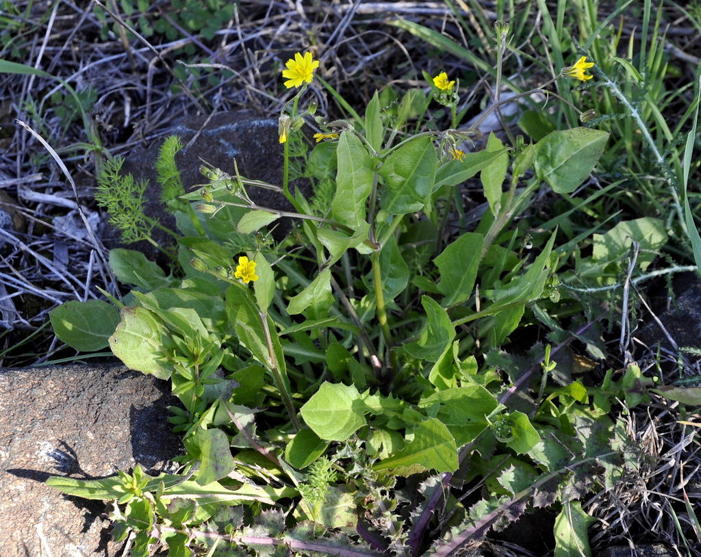 Изображение особи Rhagadiolus edulis.