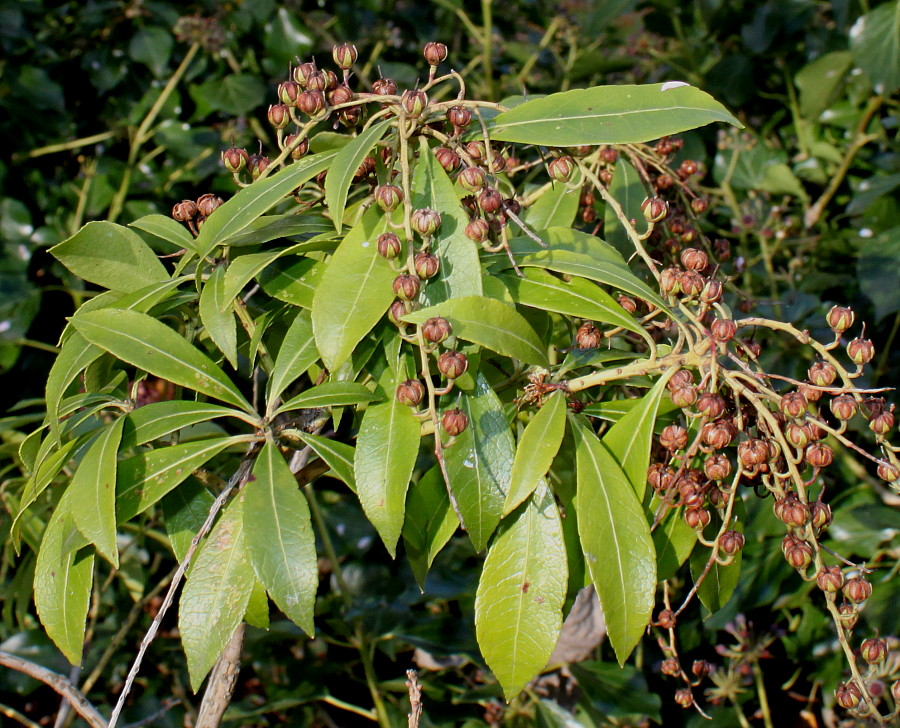 Image of Pieris formosa specimen.