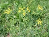 Bupleurum longifolium подвид aureum