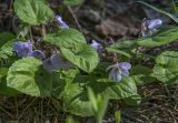 Viola selkirkii