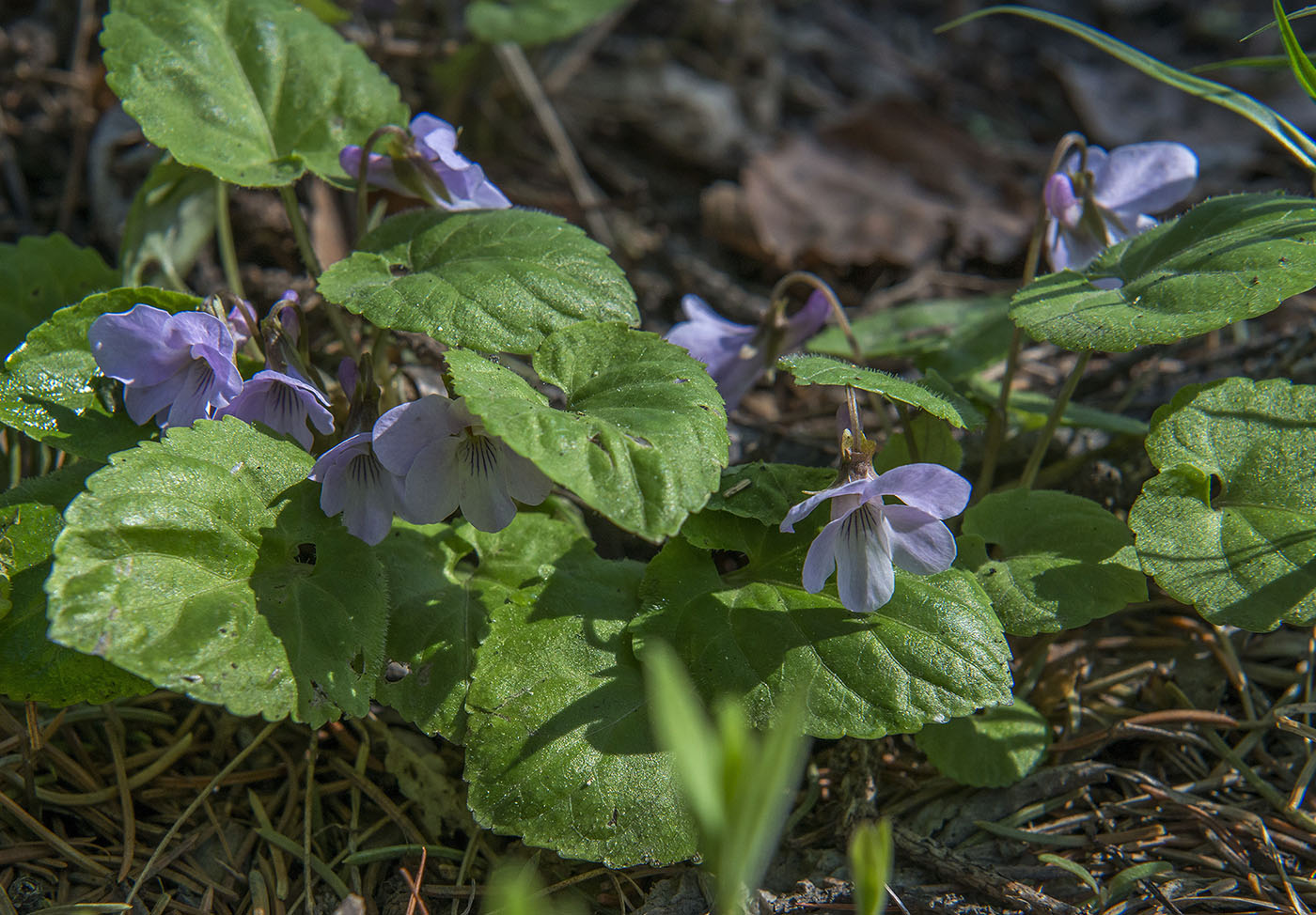 Image of Viola selkirkii specimen.